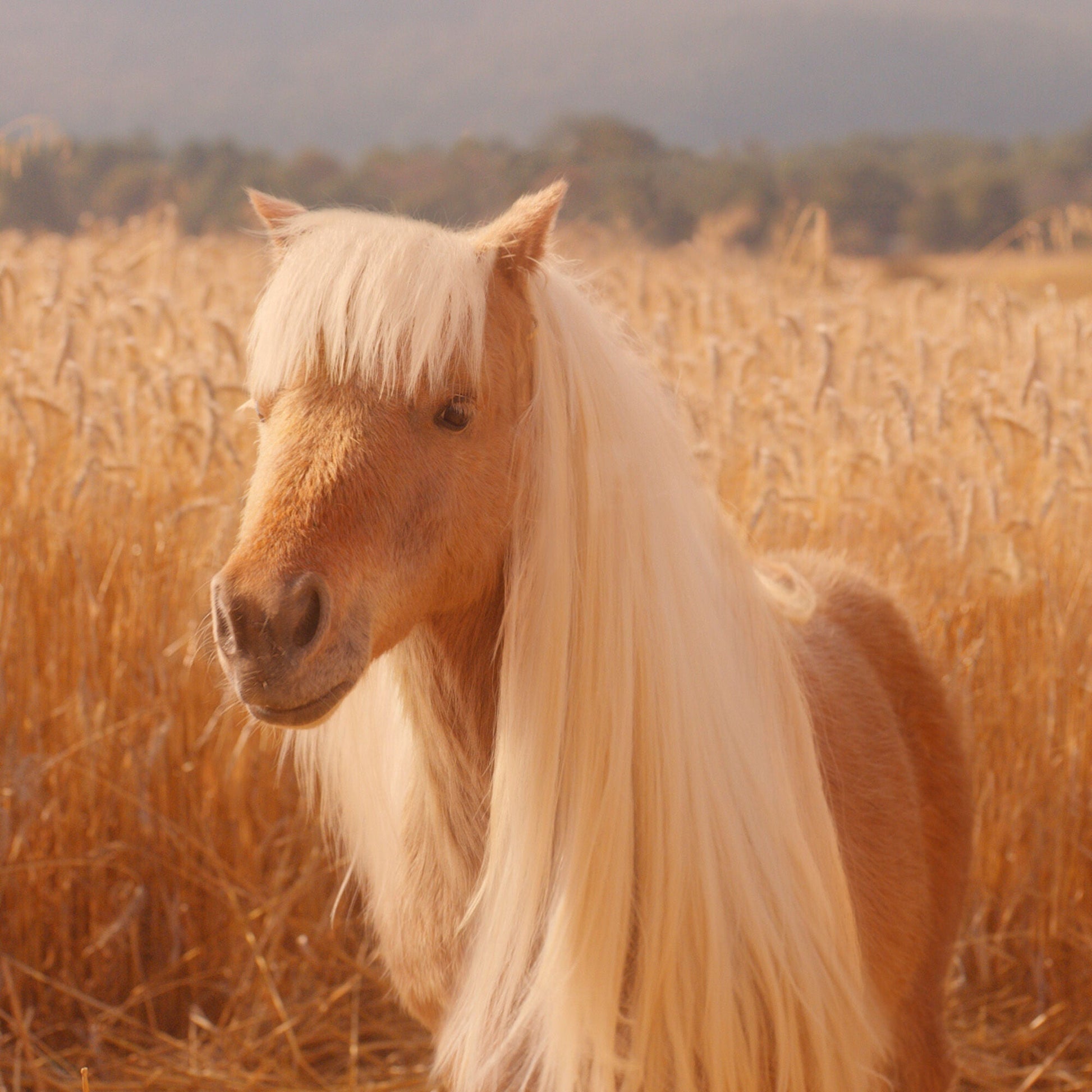 halo-glow-liquid-filter-k6 pony_pdp_2_e2011e9a-b9dd-4967-9b0f-b2fb03df5f80.jpg